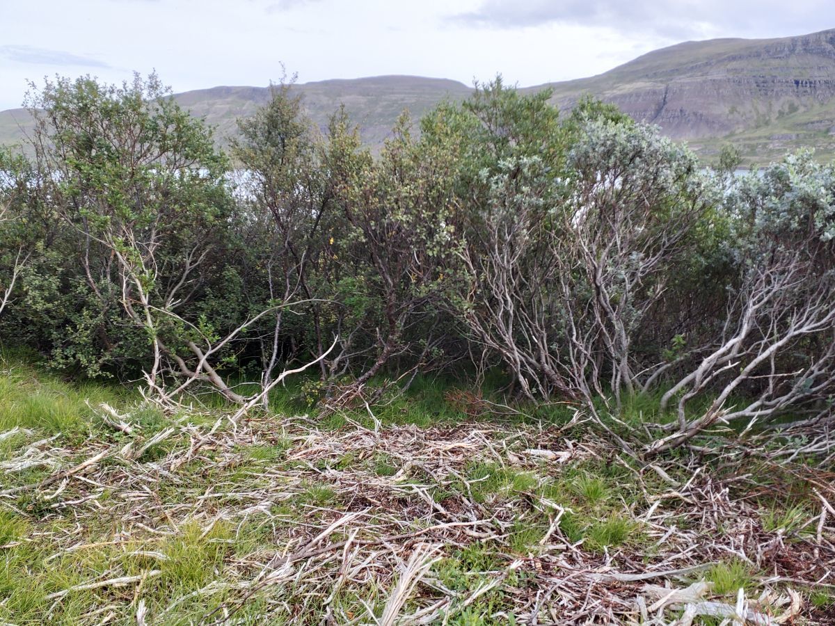 Trén í vegstæðinu voru höggvin og kurluð.